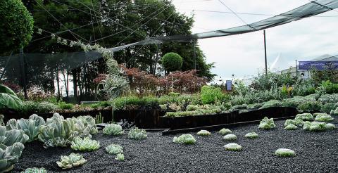 A landscaped garden display featuring various succulents and plants arranged in sections with dark gravel paths, set under netting with trees in the background at an outdoor flower show.